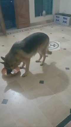German Shepherd female available for sale
