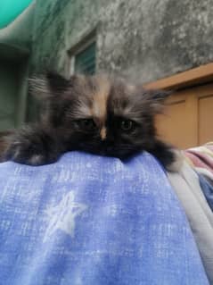 Persian