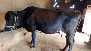 14kg milk capacity with 3 months female calf