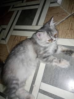 Persian kitten