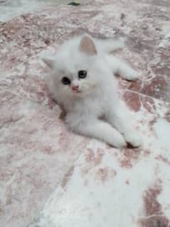 little cat