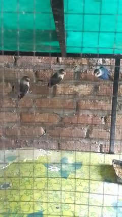 Lovebirds pair
