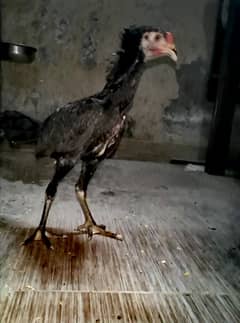 Aseel