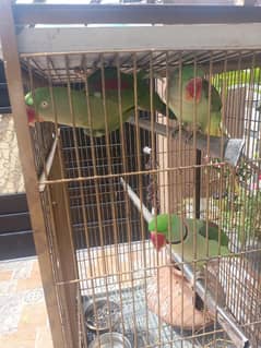 raw parrot