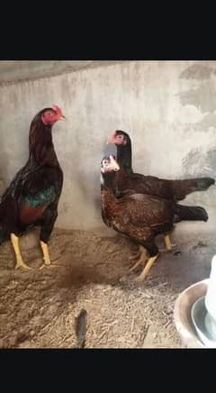 aseel pair