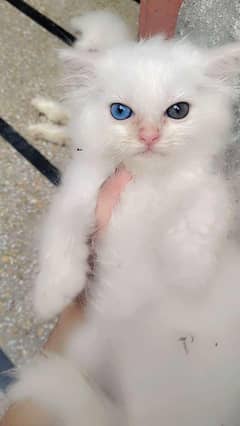 pure Persian breed
