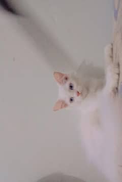 Persian