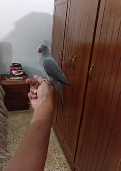 Grey
