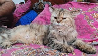 mother and 2 kitten for sale