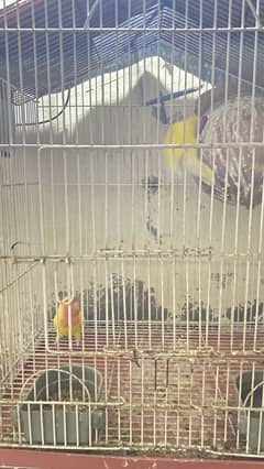 Lovebird latino for sale