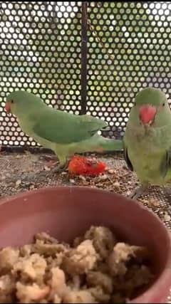 parrot