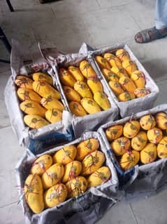 mangoes supreme quality export quality