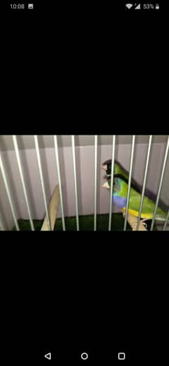 Goldian finches