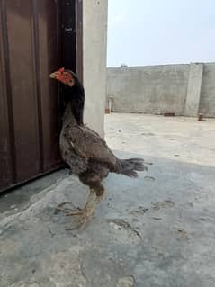 Pakistani+pako