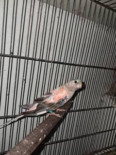 parrot