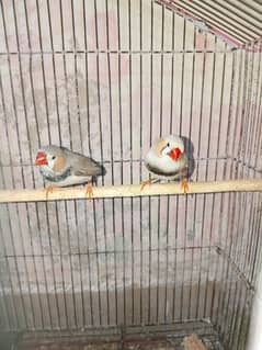 finch zebra and white