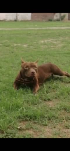 Adult pittbull gameline female