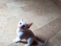 beautiful white kittens