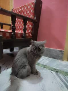 persion