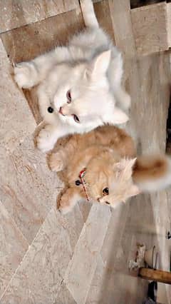 persian cat