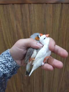 Finch