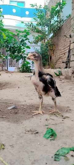 Mushky Lasani