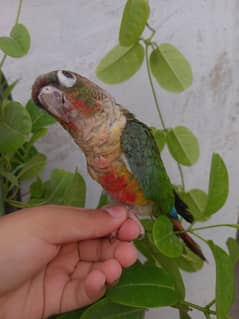 conure