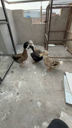 Breader duck big size healthy active 030848614O7