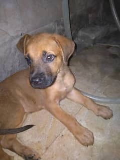 puppy