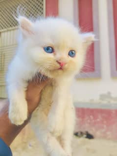 Persian, Sky Blue eyes full heavy