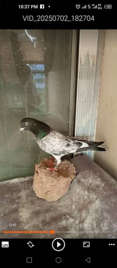Ferozpuri Male For Sale