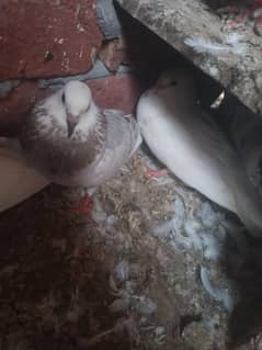 chatri wale pair resulted