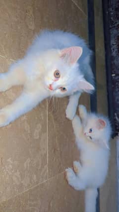 Persian Baby Cats