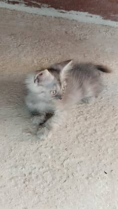 Persian