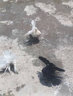 lakhy kabuter 03234262875