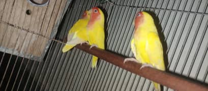 love bird