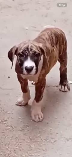 Pitbull