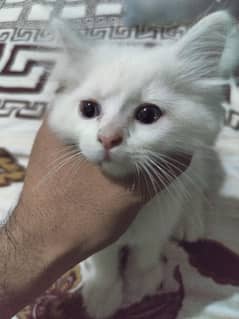Persian