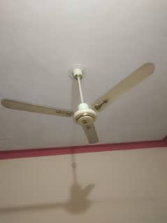 fan