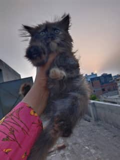 Persian kittens for sale