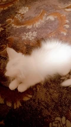Persian