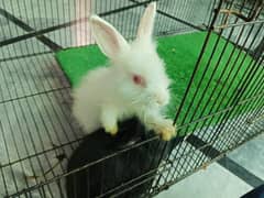 Pair of Angora rabbits 03326717177
