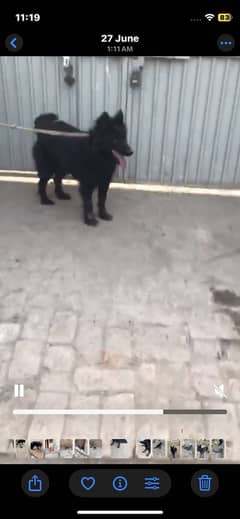 Black shephard Female for Sale / Exchnge possible