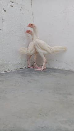 high quality Aseel chick and pathy for sale