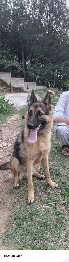 German Shepherd 2  Coated For Sell