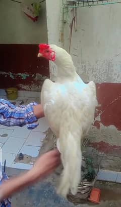 Aseel Heera Murga