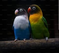 mery pas 7 joray hn love birds KY baray breeder opline b hn jo Bhai ly