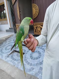 kashmir raw