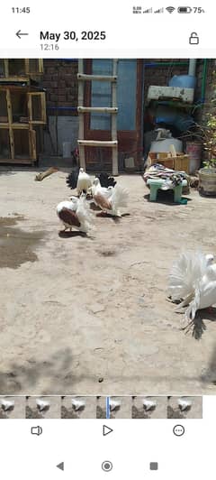 Faintail Pigeon