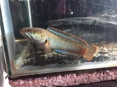 Channa gachua Fish